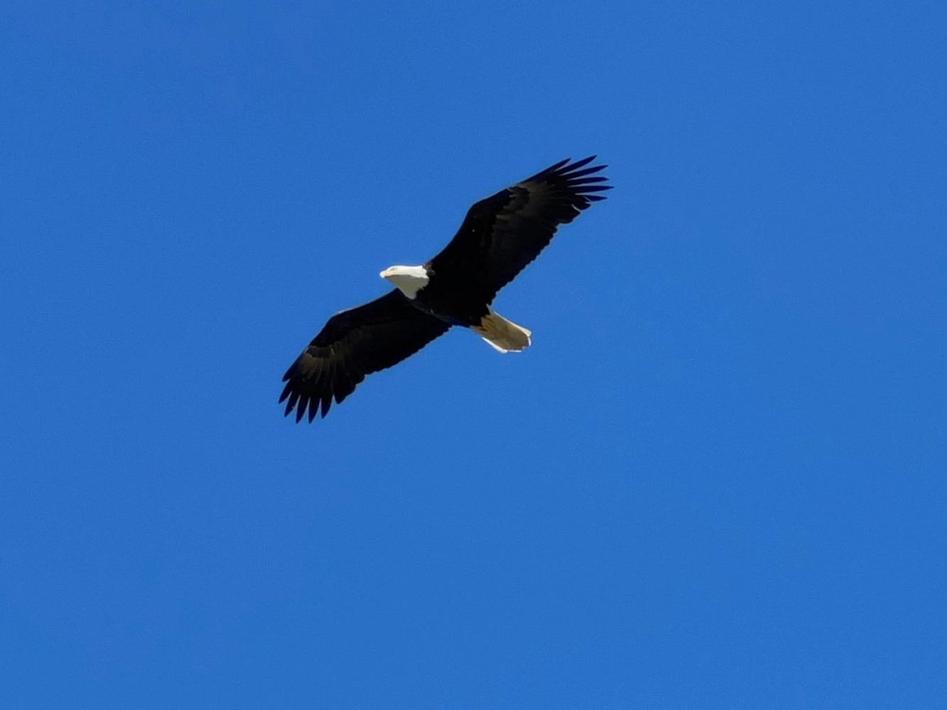 Adler am Himmel